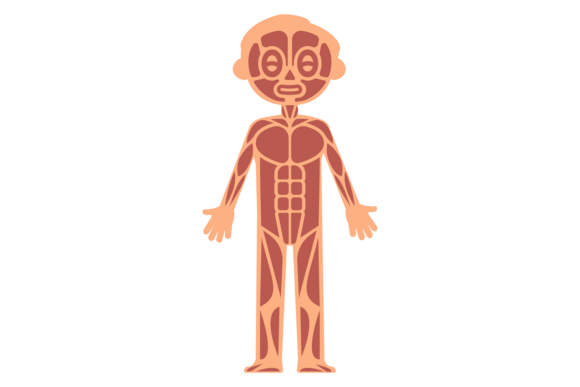 Kid Muscular System Infographics. Human - A Practical Graphic Design Asset Review